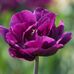 Sharon Devore - Facebook