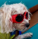 Sharon DeWitt - Facebook
