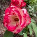 Sharon Dombrowski - Facebook