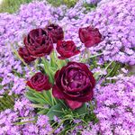 Sharon Rogers Donlin - @happygma333 - Instagram