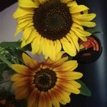 Sharon Dore - @xsharondorex - Instagram