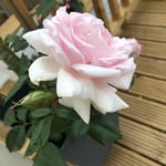 @sharon.driscoll74 - Instagram
