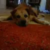 sharondriscoll773 - @sharondriscoll773 - TikTok