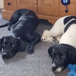 Sharon Drummond - @sharon.drummond - Instagram