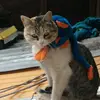 Sharon Dueñas - @pelusitami - TikTok