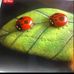 Sharon Edlund - Facebook