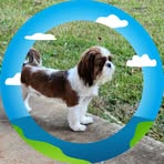 Sharon Eichman - Facebook