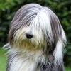 sharonreichman527 - @sharonreichman527 - TikTok