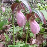 Sharon Kingston Eldridge - @sharoneldridge4 - Instagram