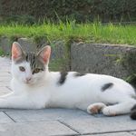Sharon Ely - @kittensambush - Instagram