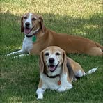 Sharon Falkner - Facebook