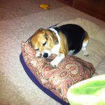 Sharon Falkner - @sharonfalkner70 - Instagram