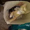 sharonfeldmann - @sharonfeldmann - TikTok