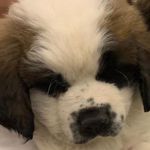 Sharon Finkelstein - @sharon.finkelstein.nes - Instagram