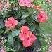 Sharon Frink - Facebook