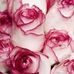 Sharon Gaiser - Facebook