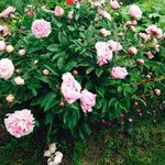 Sharon Galloway - @sharonmidway - Instagram