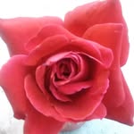 Sharon Gerhard - @sharon.gerhard.33 - Instagram