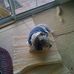 Sharon Gerhardt - Facebook