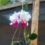 sharon gooden - @plants_garden_ja_sales - Instagram