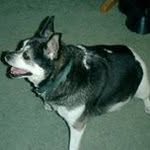 Sharon Goodfellow - @sharongoodfellow - Instagram