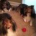 Sharon Goodrow - Facebook