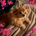Sharon Burcham Gorham - Facebook