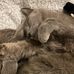 Sharon Gratton - Facebook