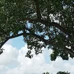 Sharon greenidge - @greenidge734 - Instagram