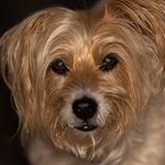 Sharon Griffis - @miss_kippa_ring - Instagram