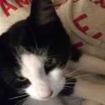 Sharon Hackworth - @shaggy_bug - Instagram