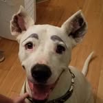 Sharon Hamrick - @syhfbstuff - Instagram