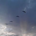 Sharon Handy - @handy.sharon - Instagram
