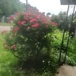 @sharonharbin6269 - Instagram