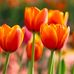 Sharon Harshman - Facebook