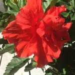 Sharon Baros Hass - @sharonhass12 - Instagram