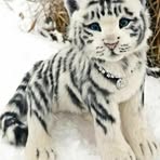 Sharon Hass - Facebook
