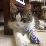 Sharon Hass-Gilliland - @hassgilliland - Instagram