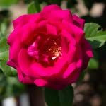 Sharon Hatcher - @sharon.hatcher.10 - Instagram