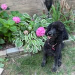 Sharon Hauser Chapman - @sharonchapman63 - Instagram
