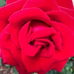 Sheri Vittori - @shar_onhazel - Instagram