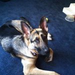 Sharon Head - @bullgdogs15 - Instagram