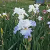 Sharon Heckman - @sharon.heckman - TikTok