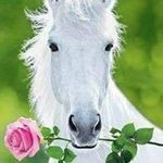 sharon heisel - @sharon_heisel - Instagram