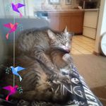 Sharon Heiser - @heisersharon - Instagram