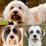 Sharon Herd - @thesuperpooches - Instagram