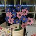 Sharon Herd - Facebook