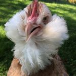 Sharon - @sharons_heritage_poultry - Instagram