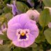Sharon Hichborn - Facebook