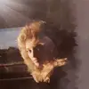 Justiceforsharonhiller - @justice.sharon.hiller - TikTok